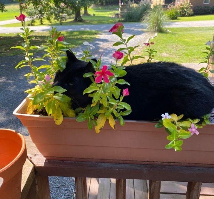 "Niezliczone miejsca do spania w całym domu i ogrodzie, a mój kot wybiera donicę z kwiatami."