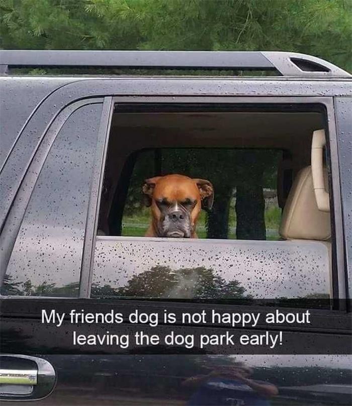 "Pies moich znajomych nie jest zadowolony ze skrócenia wizyty w parku!"