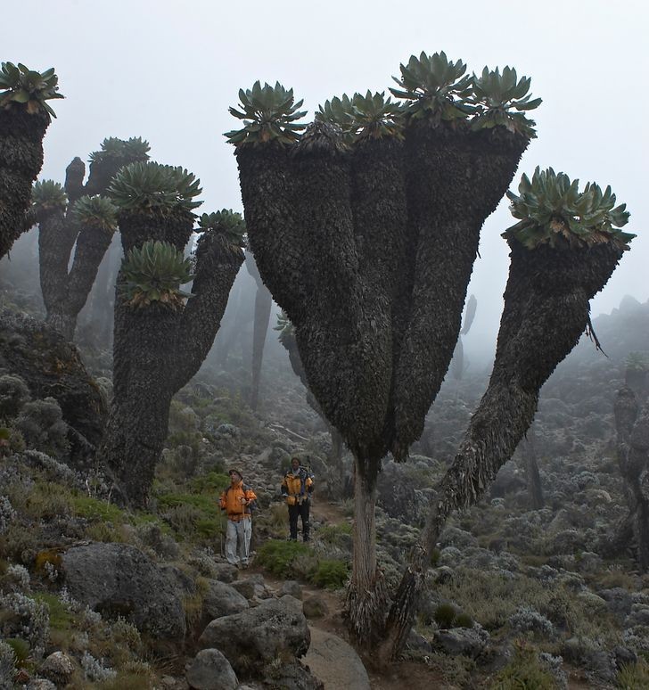 Te ogromne rośliny występują jedynie na górze Kilimandżaro w Afryce.