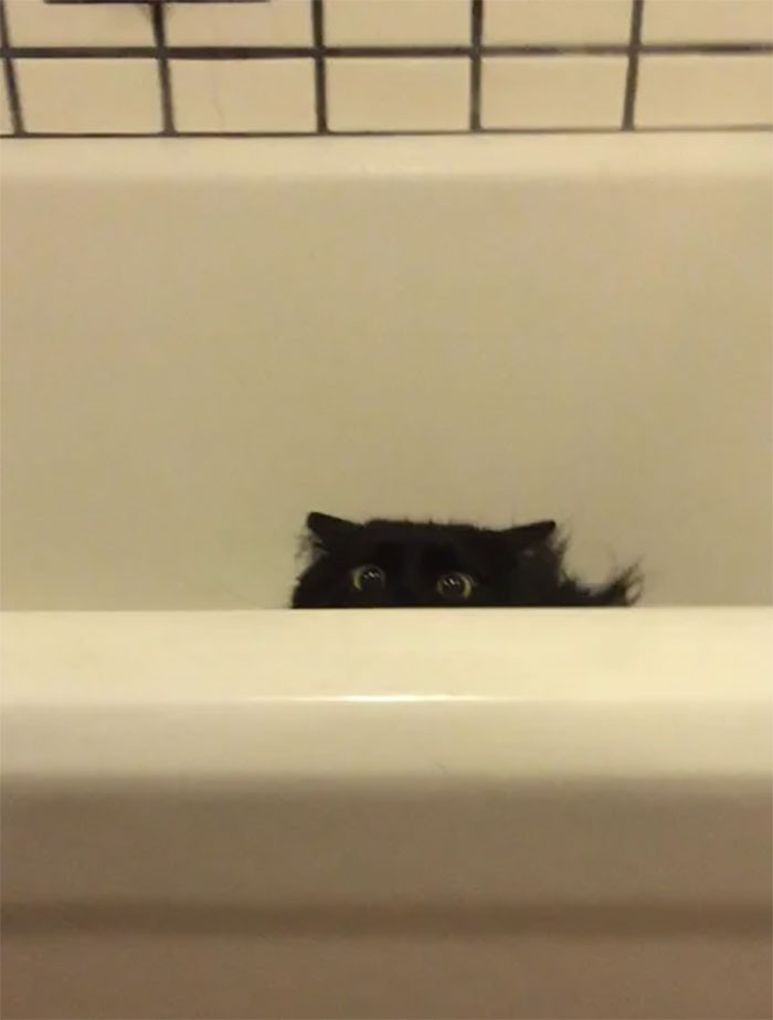 "Mój kot lubi na mnie polować gdy jestem w łazience."