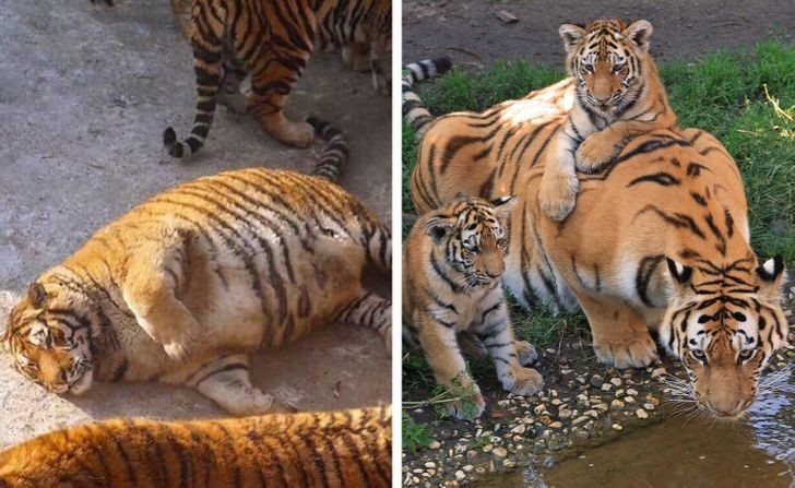 Tygrysy, 110 dni