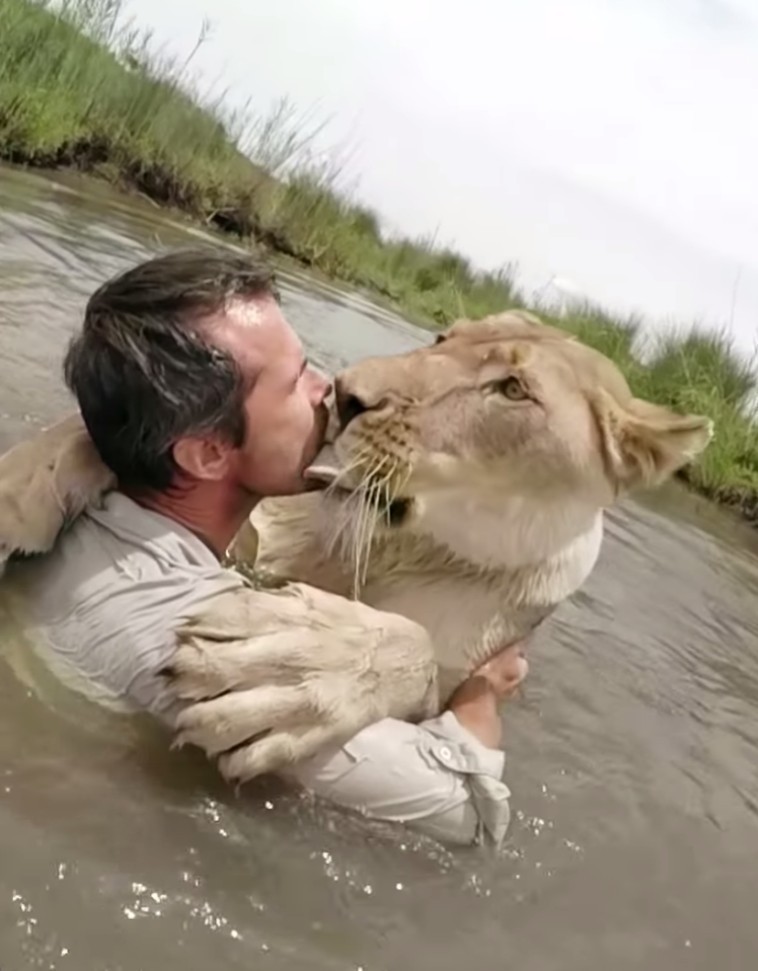 W bliskim spotkaniu zwierzaka z mężczyzną, lwica wcale go nie atakuje. Zamiast tego czule wskakuje w jego ramiona.