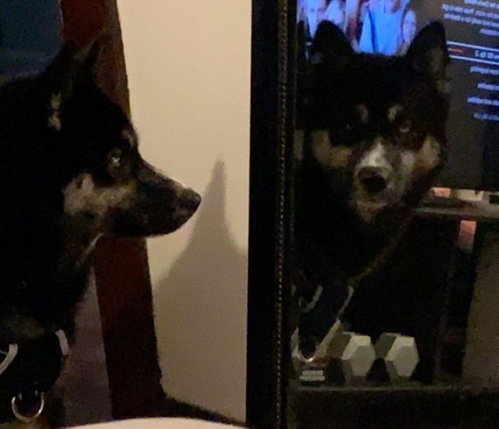 "Odkąd pies mojego współlokatora odkrył lustra, nigdy nie patrzy bezpośrednio na mnie."