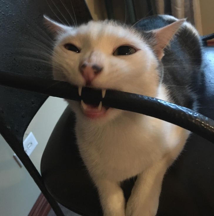 "To mój kot usiłujący przegryźć metalowe krzesło."
