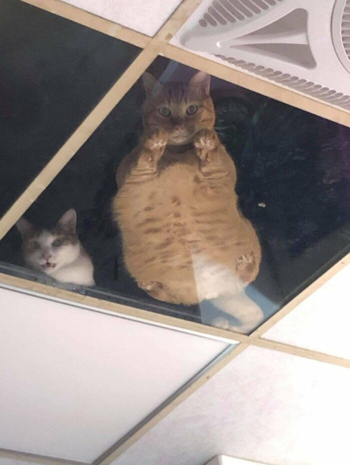 Trzy koty stały się systemem monitoringu całego sklepu.