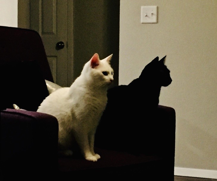 9. "Mój czarny kot wygląda jak cień mojego białego kota."