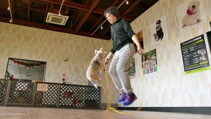 Purin i jej właściciel, Makoto Kumagai, ustanowili rekord świata w liczbie podskoków wykonanych przez psa i człowieka w ciągu jednej minuty, skacząc 58 razy.