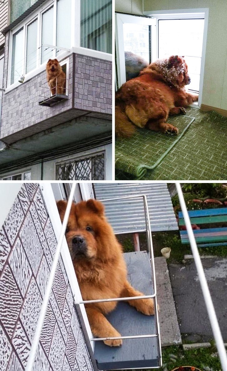 13. "Zrobiłem balkon dla mojego psa na prawdziwym balkonie."