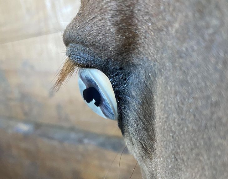 "Błękitne oko konia"