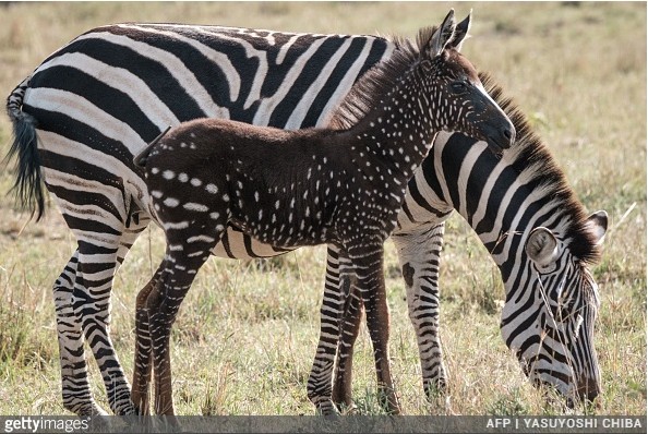 Cętkowana zebra pod opieką swojej mamy