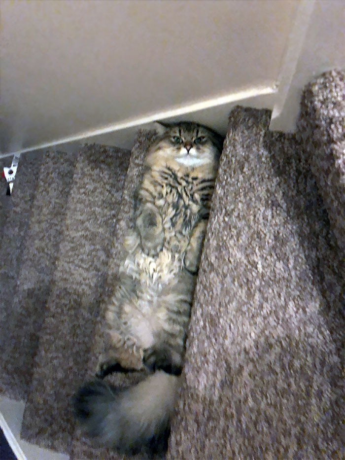 "Mój kot Furgus. Tylko czeka aby ktoś potknął się o niego na schodach."