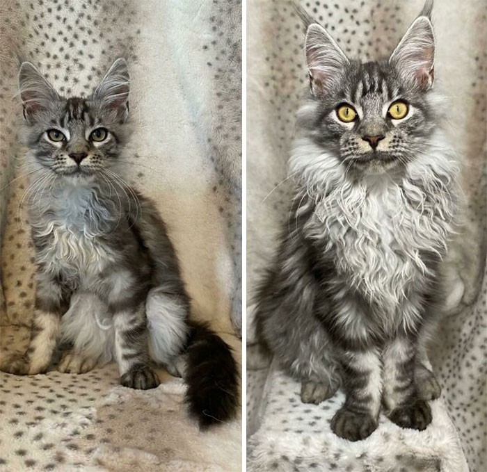 "Oto jak nasz adoptowany kot zmienił się w ciągu 12 tygodni."