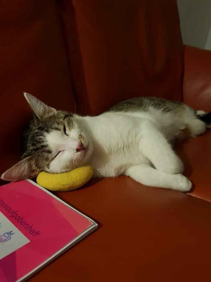 "Ta żółta zabawka to jego ulubiona. Nie tylko się nią bawi, ale nawet na niej śpi."