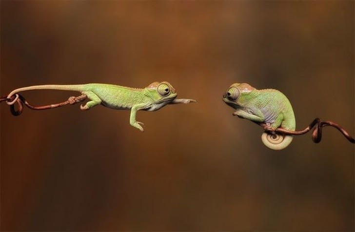 2. Akrobatyczny kameleon sięga ku samicy.