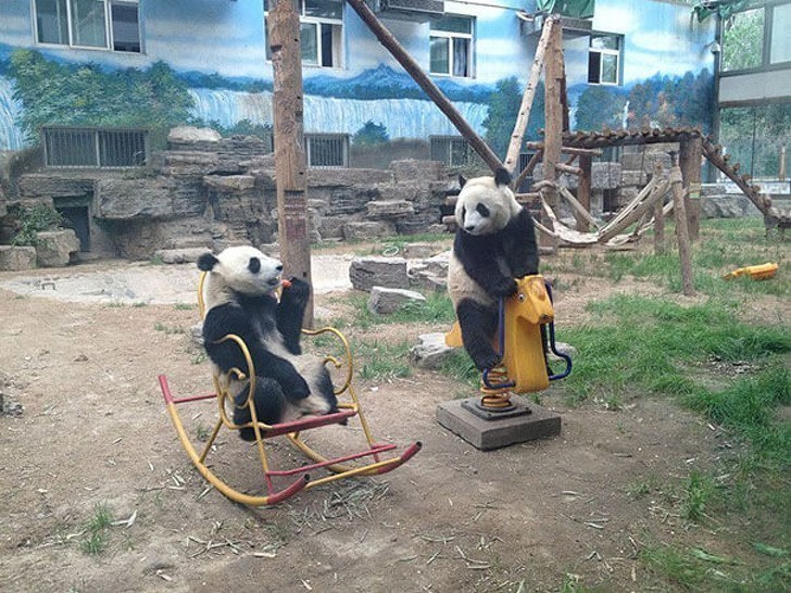 11. Pandy relaksujące się na podwórku.
