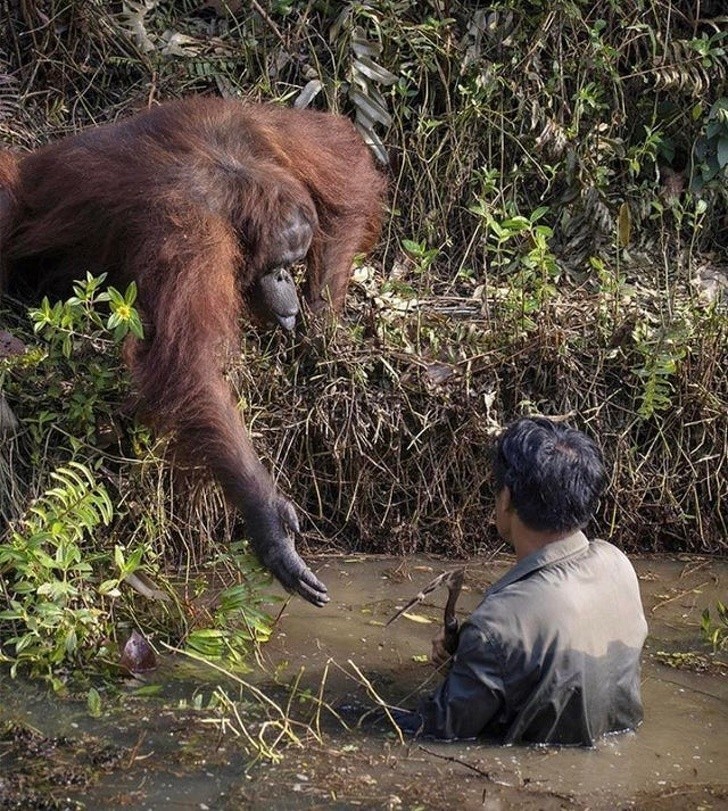 5. Orangutan podaje pomocną dłoń pracownikowi oczyszczającemu obszar z jadowitych węży.