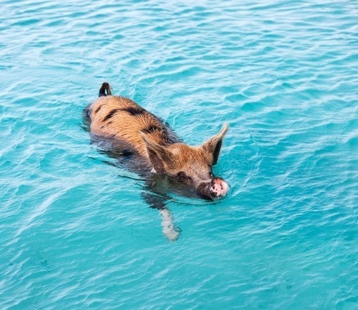 9. Może i świnie nie potrafią latać, ale bez wątpienia dają sobie radę w wodzie.