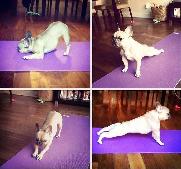10. "Mój pies zapisał się na jogę."