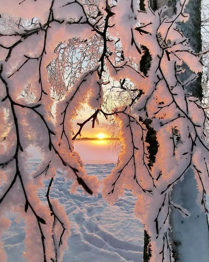 Śnieg przylepiony do gałązek drzewa, Finlandia