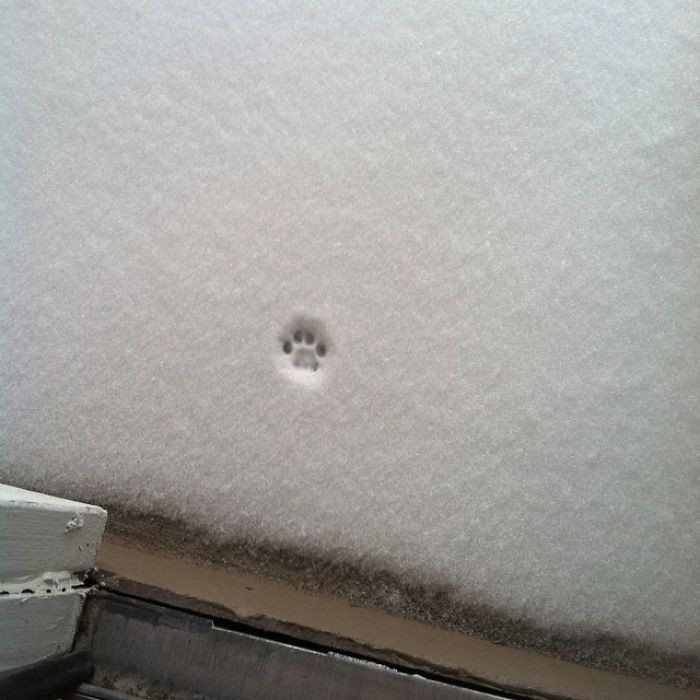 "Oto co mój kot sądzi o śniegu."