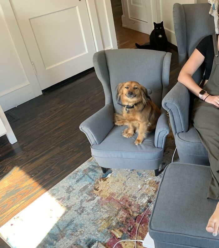 "Kupiłam mojemu psiakowi pasujący fotel, aby nie ładował się bez przerwy na mój."