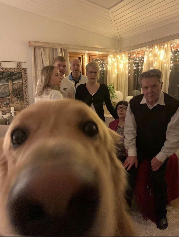 "Nasz pies postanowił dołączyć do corocznego zdjęcia świątecznego."