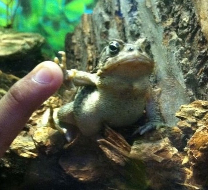 13. Ta żaba nie ma czasu na twoje bzdury.