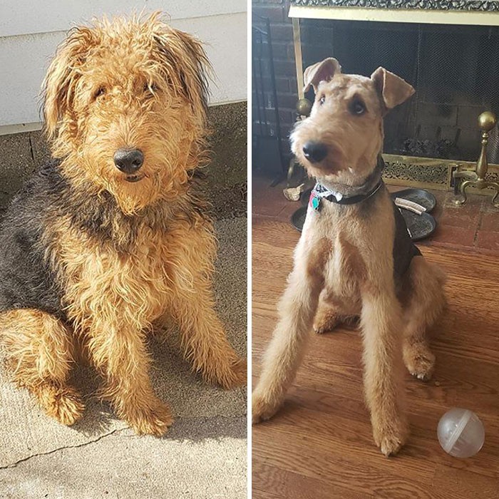 "Mój pies i jego pierwsza wizyta u fryzjera. Nie jestem pewien czy oddali mi właściwe zwierzę."