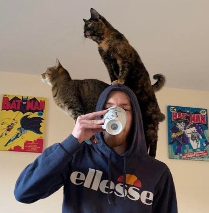 11. "Piję rano kawę, a tu kot wskakuje mi na głowę. Kilka sekund później, dołączył do niego drugi!"