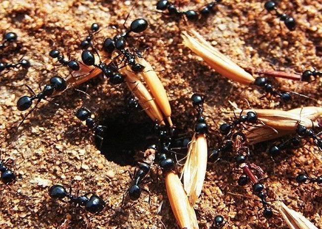 4. Na każdą żyjąca na świecie osobę przypada ponad 1.6 miliona mrówek.