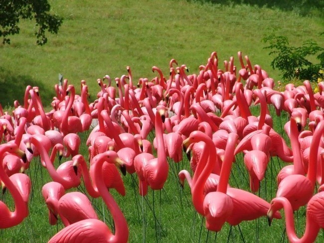 5. Na świecie istnieje więcej sztucznych flamingów, niż żyje prawdziwych.