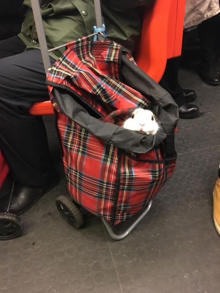 "Znajoma zobaczyła tego pana w metrze."