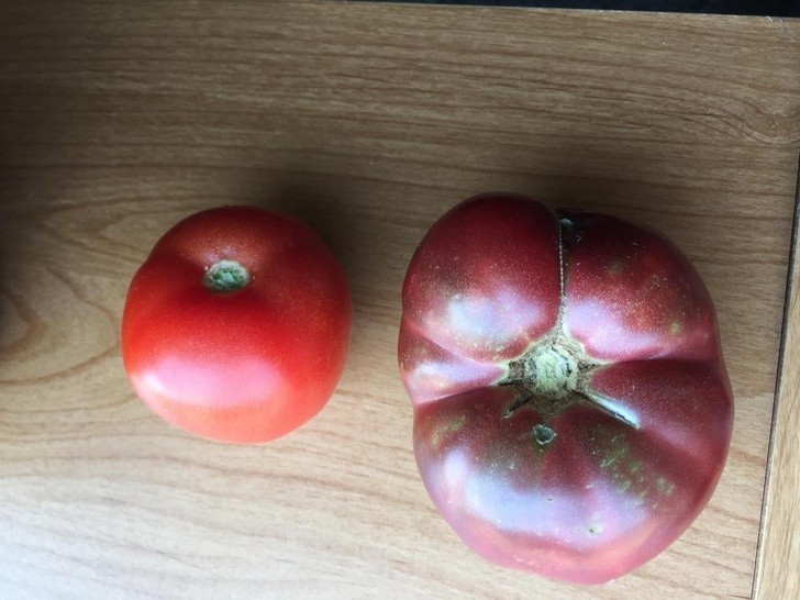 14. Współczesny pomidor vs pomidor wyhodowany ze 150-letnich nasion