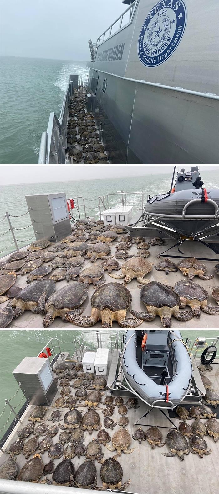 Teksańscy strażnicy łowieccy uratowali 141 żółwi morskich.