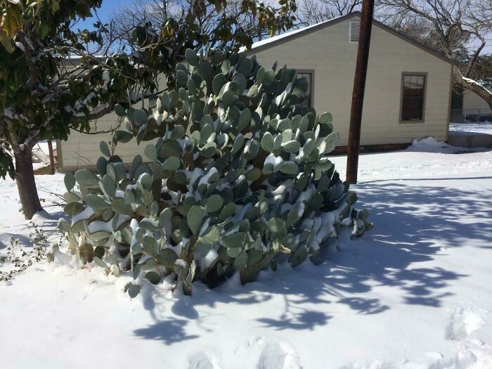 "Widok śniegu na naszym kaktusie jest tak surrealistyczny..."