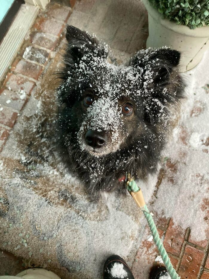 "Najlepsze zdjęcie Mops, jakie udało mi się kiedykolwiek wykonać. Dobrze bawiła się w teksańskim śniegu!"