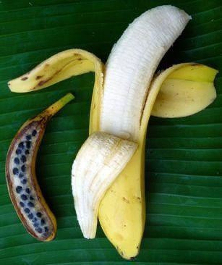6. Banany zawierały nasiona.