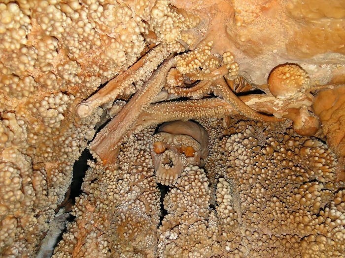 Czaszka neandertalczyka sprzed 130 tysięcy lat, zakleszczona między stalagmitami we włoskiej jaskini