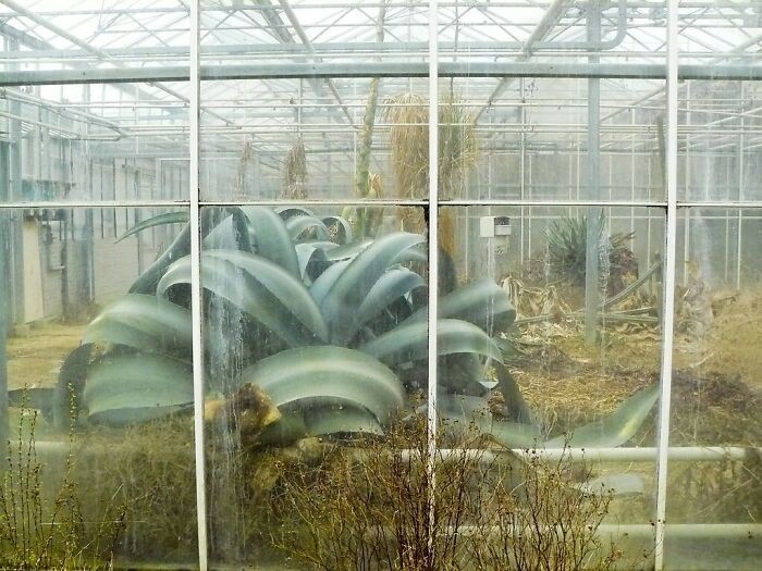 Gigantyczna agawa w dawno opuszczonej szklarni