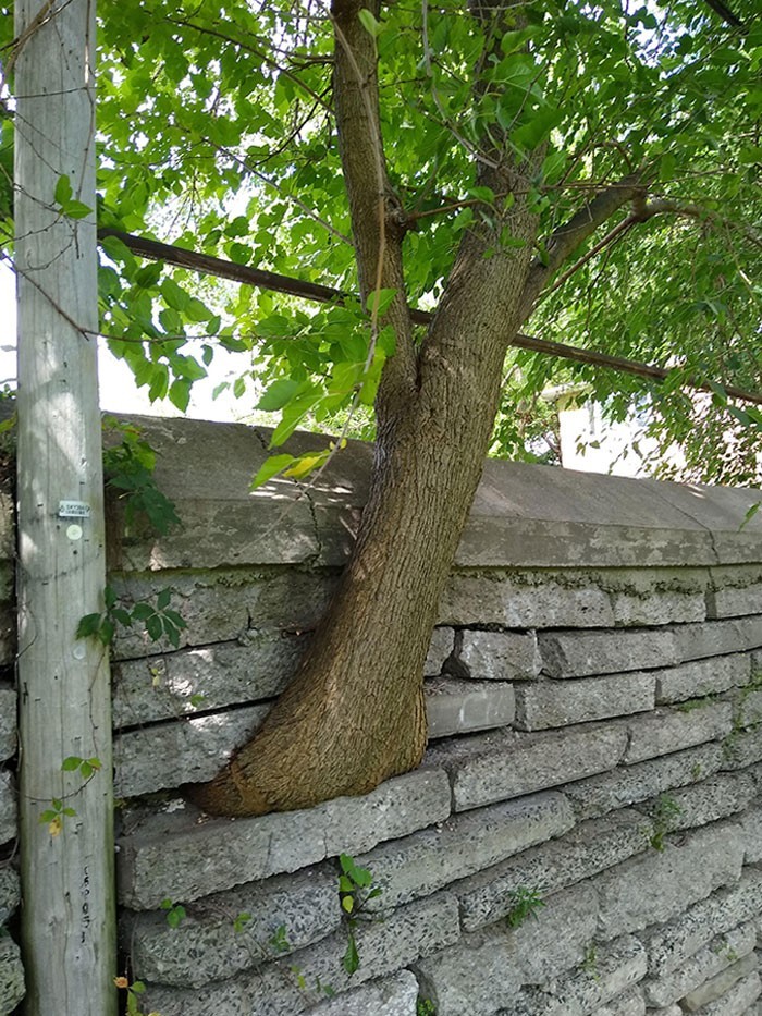 Drzewo rosnące przez kamienny mur