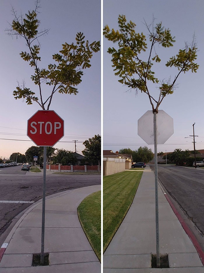 To drzewo wyrosło wewnątrz znaku.