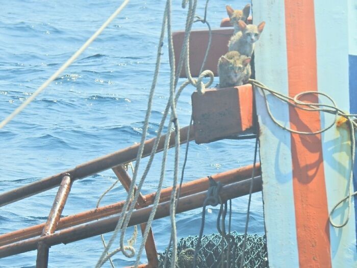 Gdy żołnierze wrócili do tonącego statku, by sprawdzić czy nie doszło do wycieku oleju, zauważyli cztery kotki siedzące na dźwigu.