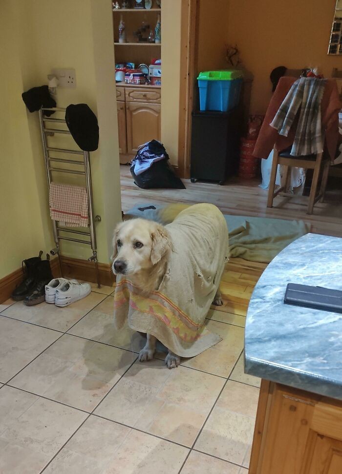 "Mój pies wygryzł dziurę w swoim ręczniku i wcisnął przez nią głowę. Teraz wygląda jakby nosił poncho."