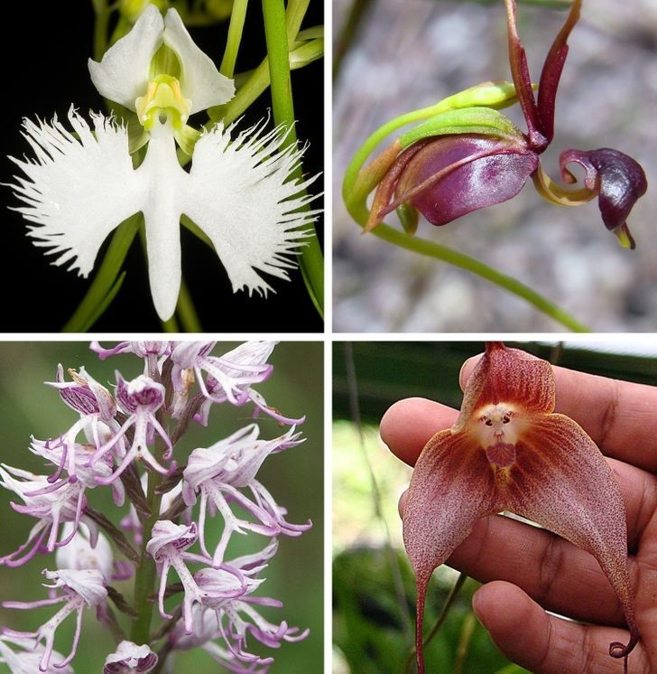 11. Orchidee przypominające zwierzęta