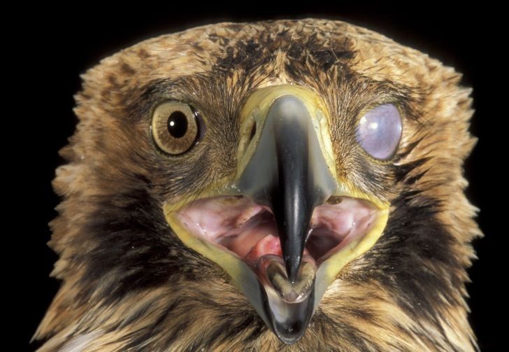 14. Niektóre ptaki posiadają przeźroczystą błonę zwaną migotką, pozwalającą na czyszczenie i nawilżanie oczu bez konieczności ich zamykania.