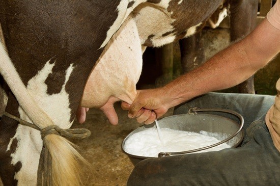 Mleko prosto od krowy