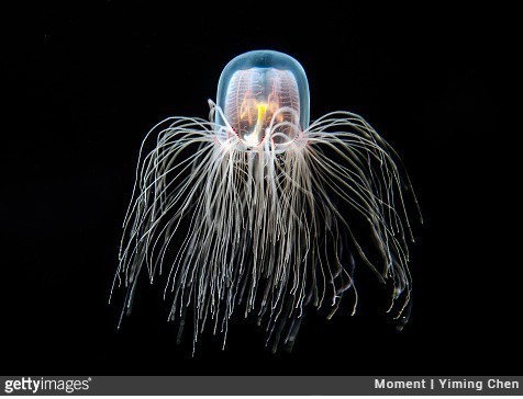 9. Turropsis dohrnii czyli nieśmiertelna meduza
