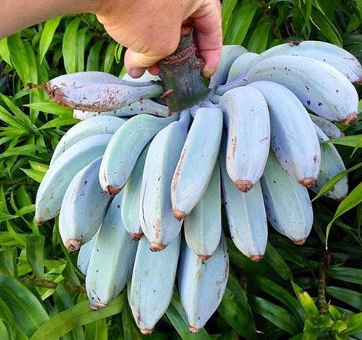 13. Odmiana banana Blue Java ma konsystencję lodów i smak podobny do wanilii.