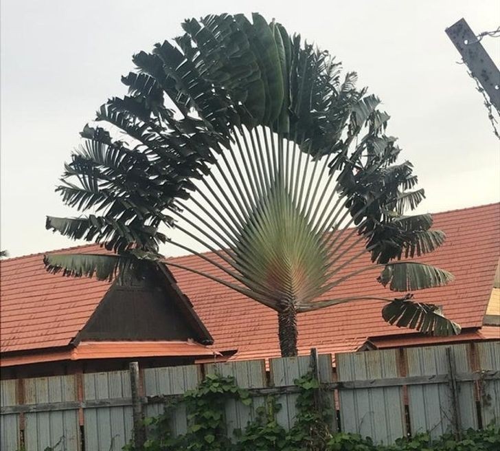 18. To malezyjskie drzewko przypomina pawia.