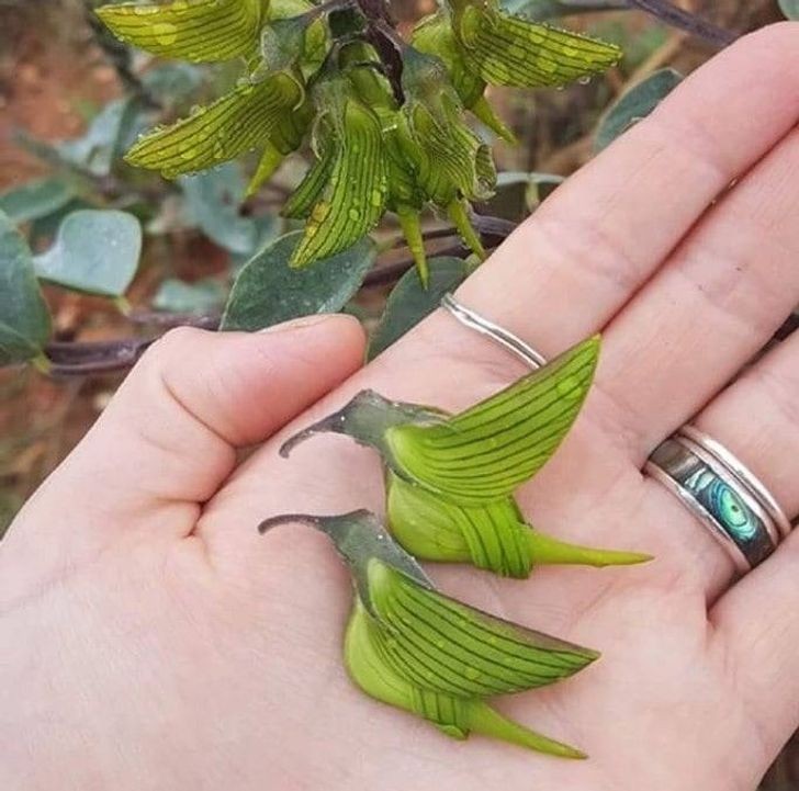 6. Australijska roślina Crotalaria cunninghamii posiada kwiaty w kształcie kolibrów.